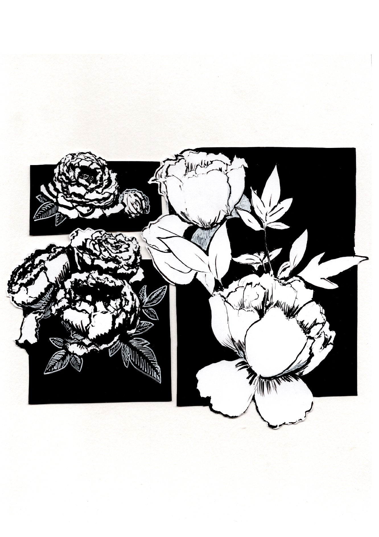 Peonies in Ink